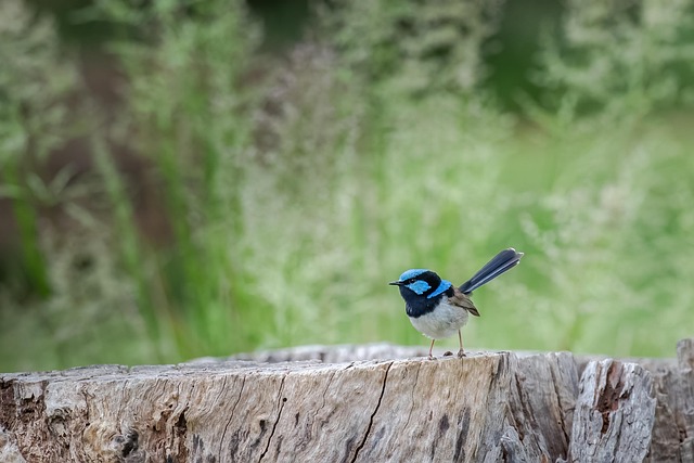 Master Birdwatching: UK Gear &amp; Top Spots for Species