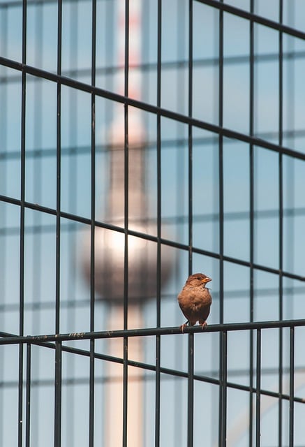 Common Garden Birds UK: Guide to Habitats &amp; Conservation