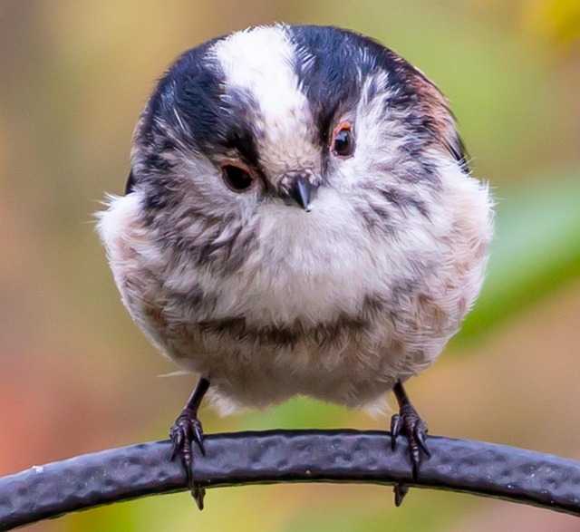 Discovering Seasonal Birds in Great Britain's Rich Landscape