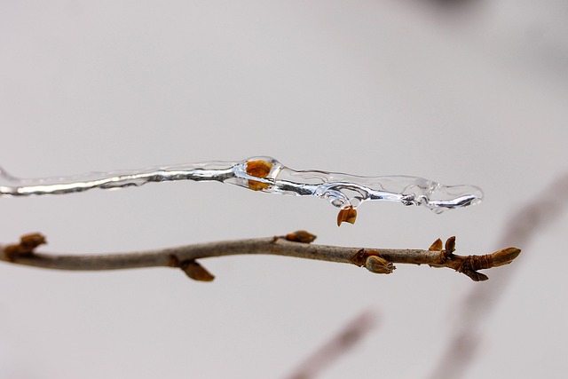 When Birds Rest: Understanding UK Nesting Cycles