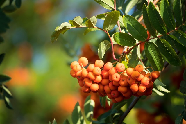 Attract &amp; Feed Birds Naturally This Autumn