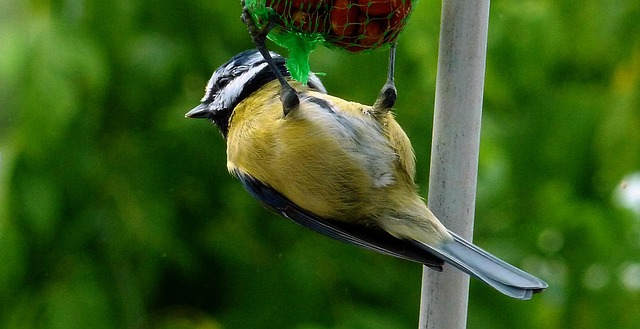 Winter Bird Feeding: UK Guide to Natural Foods & Stations