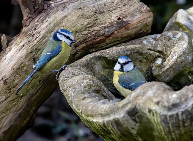 Summer Bird Feeding: UK Garden Guide &amp; Healthy Options