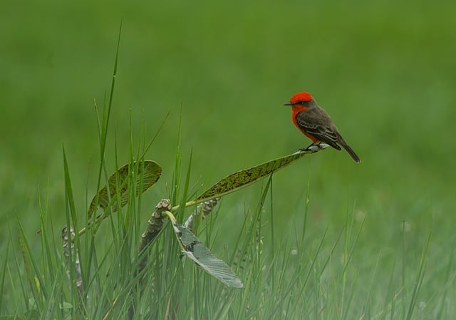 Affordable Winter Bird Feed: Bulk Strategies for Natural Nutrition