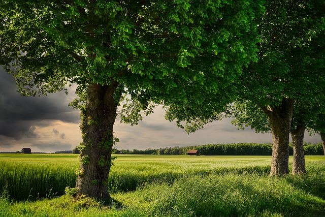 Cheap Bird Seed UK: Nutrition Without Breaking the Bank