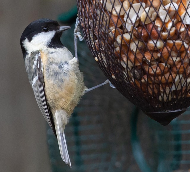 Design &amp; Maintain a Weatherproof Caged Mealworm Feeder Outdoors