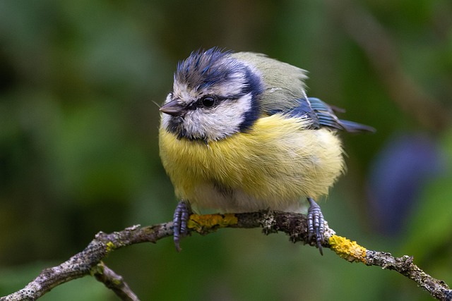 Ideal Mealworm Feeder for Small Birds UK: Ultimate Guide