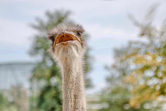 Find Affordable Bulk Bird Seed for Feeder Joy
