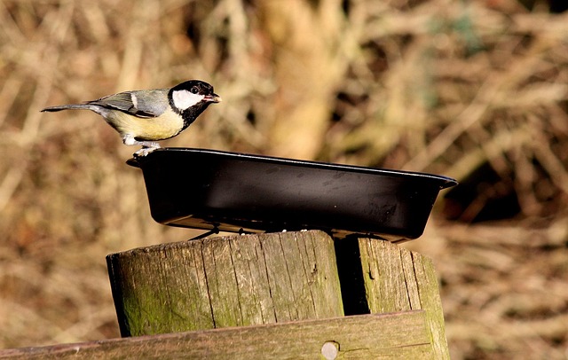 Optimize Bird Feeding with Ground Tray Access