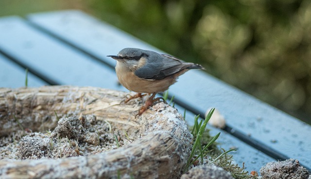 Unveiling UK Garden Birds' Favourite Food Choices