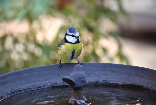 Sustainable Summer Bird Feeding: Natural Nutrition Guide