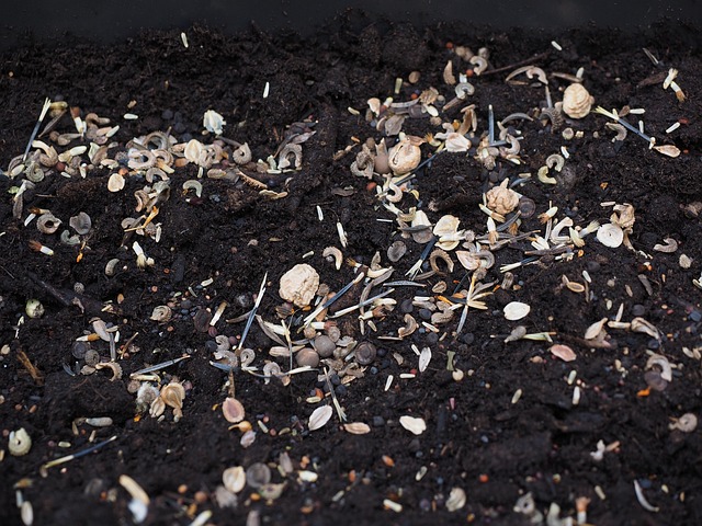 Attract Birds with Affordable UK Bird Seed Options