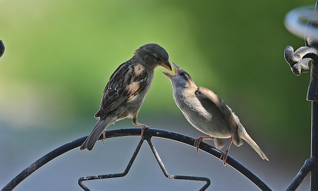 Winter Bird Diet: Feeding Birds Naturally Through Cold Months
