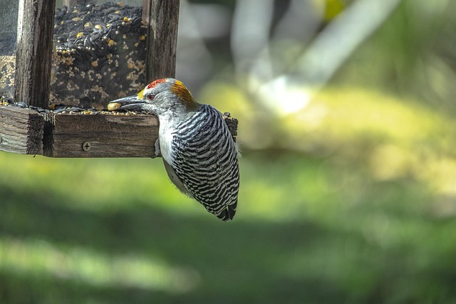 Attract Birds with Top Natural Food Choices