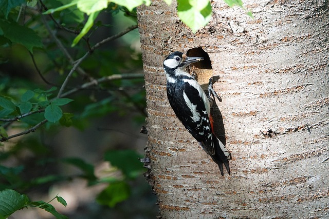Discover Easy Wild Bird Food Delivery in UK Regions