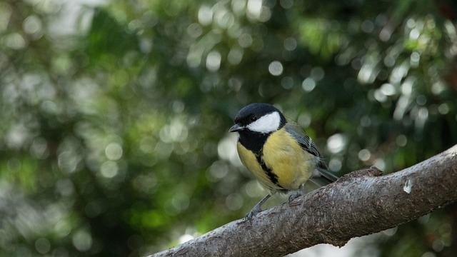 Crafting Optimal Seed Mixes for Finches and Tits: Best Food for Small Birds
