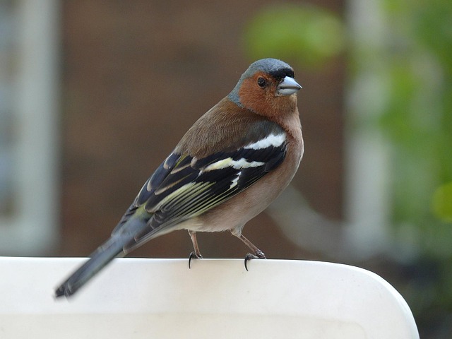 Feed Birds Autumn UK: Natural Food &amp; Feeder Tips