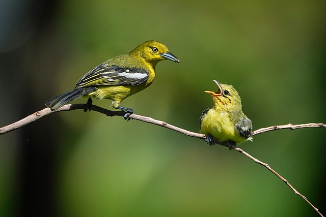Feeding Tips: Nourish Fledgling Birds Naturally