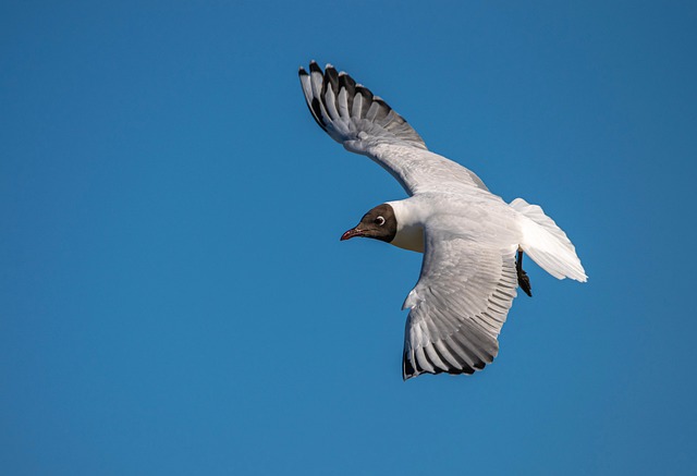 Feed Your Feathered Friends: Bulk Peanuts &amp; Top Mix, Affordable Manchester Delivery!