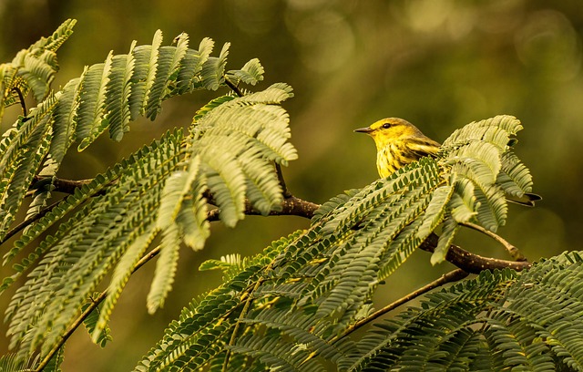 Save Big on Bulk Bird Food: Organic Mealworms Delivered to Manchester