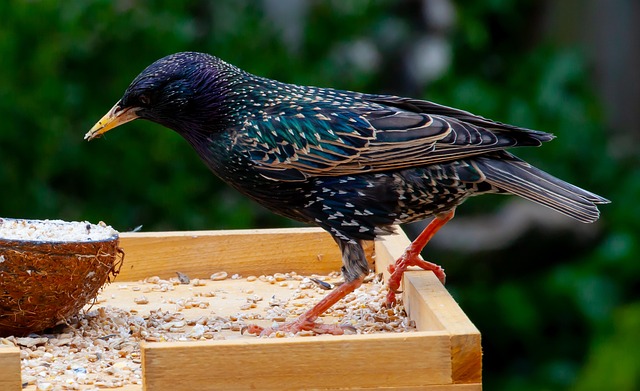 Crafting Optimal Robin-Friendly Bird Food Mixes