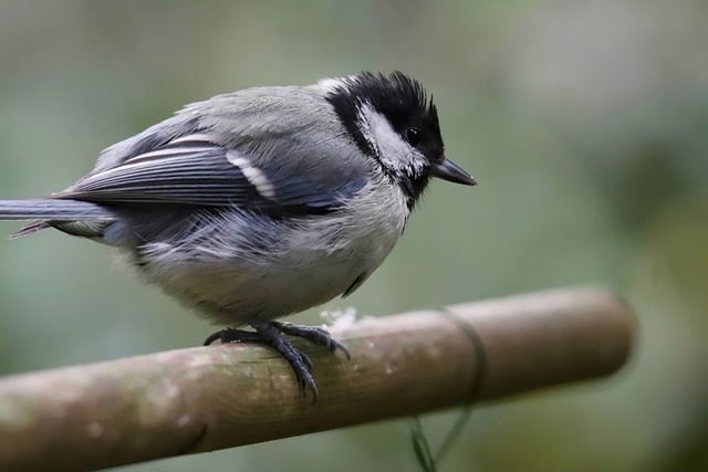 Guide to Buying &amp; Using Peanuts for Attracting Wild Birds