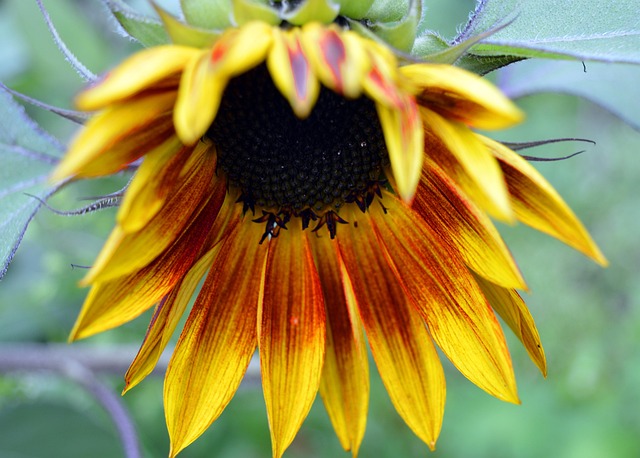 Bulk Buy Sunflower Hearts: Creating Bird Paradise in UK