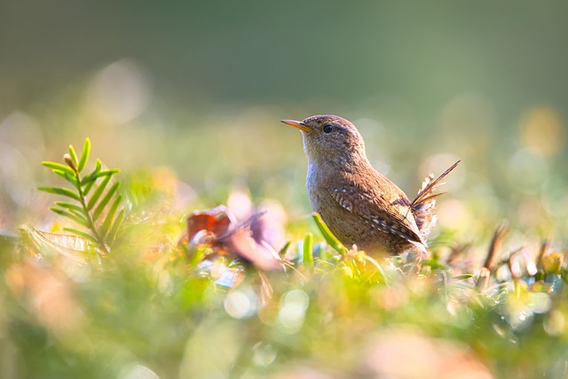 Nourish Wild Birds: Premium Sunflower Hearts Year-Round