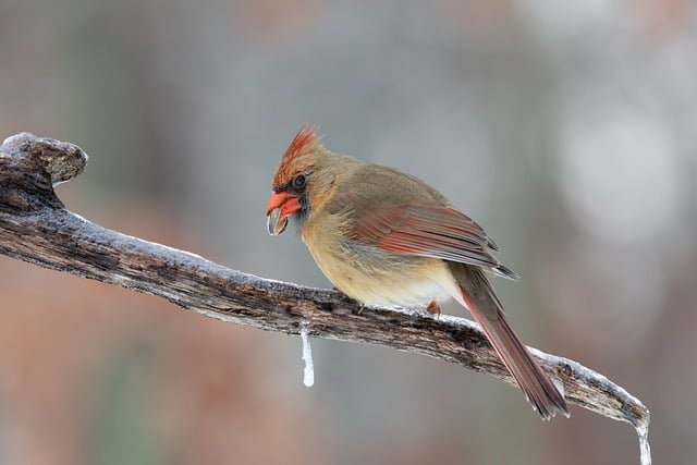 Uncover Best Price Bird Food Sources Naturally