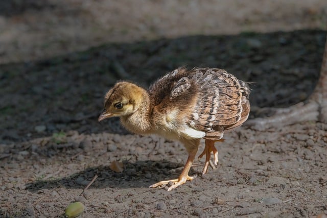 Discover Britain's Common Garden Birds and How to Attract Them