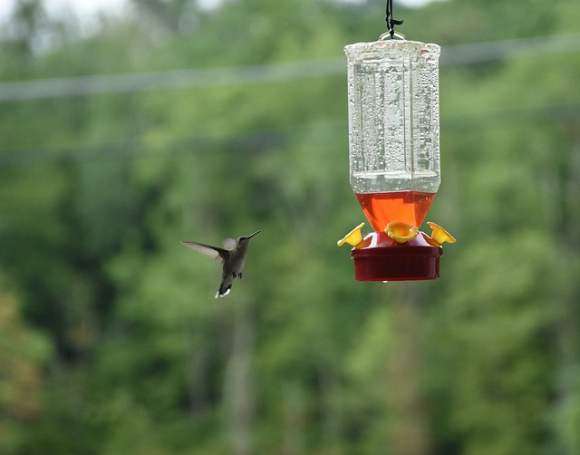 Mastering Rat Proof Bird Feeder Selection and Care