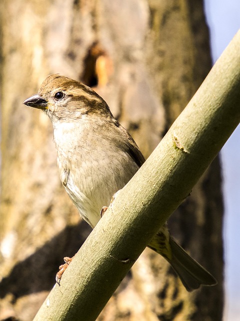 Identifying Common Garden Birds UK: A Visual Guide to Diet &amp; Seasonals