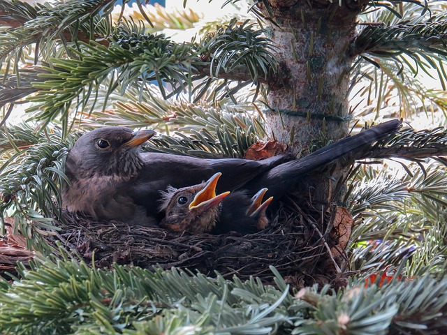 When Birds Slow Down: UK Nesting Activity Explained