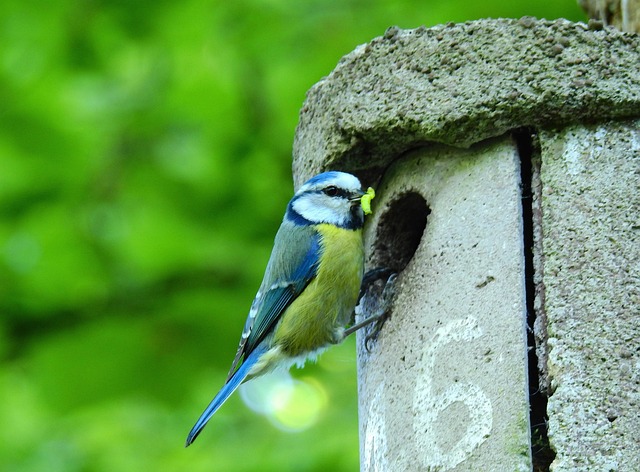 Genetics, Environment, Human Impact: Unraveling Robin Lifespans