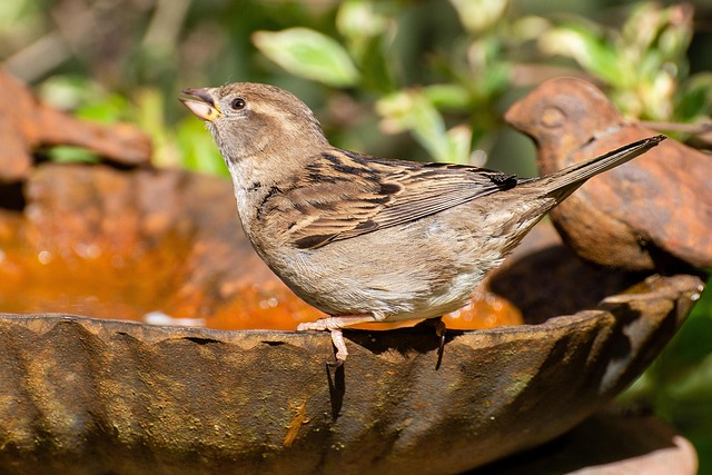 Mastering Bird Feeding: Tips for Healthy Garden Visitors