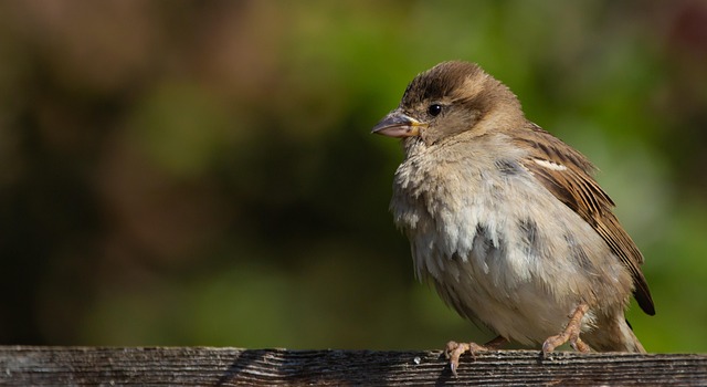 Attract &amp; Feed Wild Birds: Best Natural Year-Round Diet