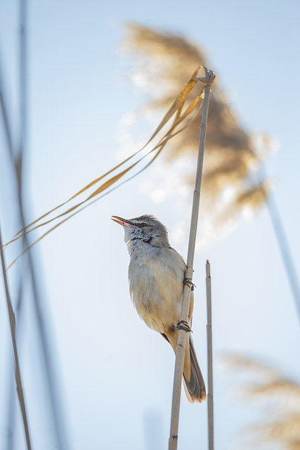 Bulk Peanuts &amp; Seeds: Save Money, Feed Birds in Style, Manchester's Top Free-Standing Feeder