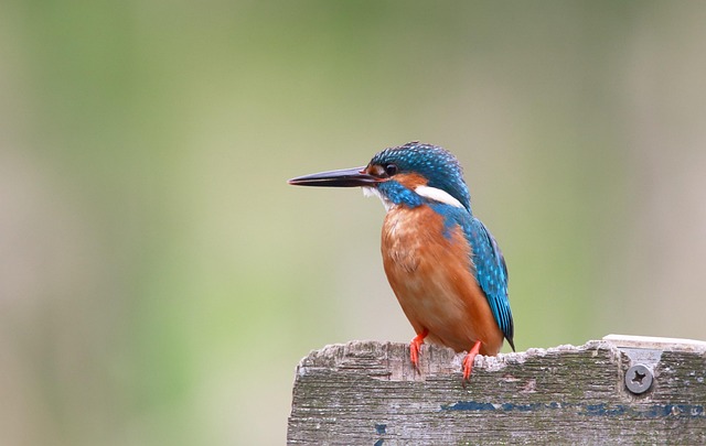 Bulk Peanuts for Birds Manchester: Save Money &amp; Feed More Birds!