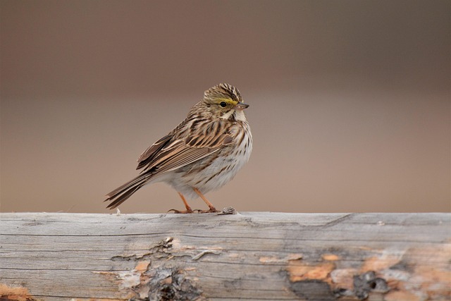 Attract Ground Birds: Feeders &amp; Habitat Guide