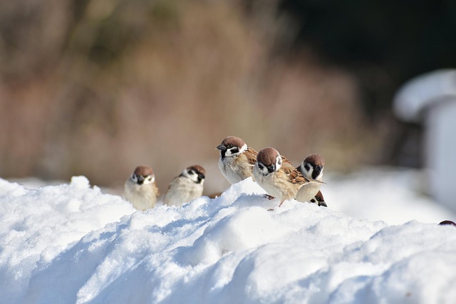 Squirrel-Proof Your Feed: Bulk Peanuts Deal - Feed More Birds in Manchester!