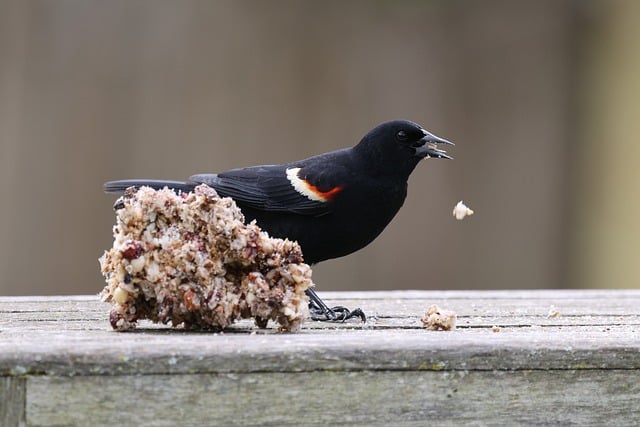Nourish Autumn Birds: UK Dietary Guide for Healthy Wintering