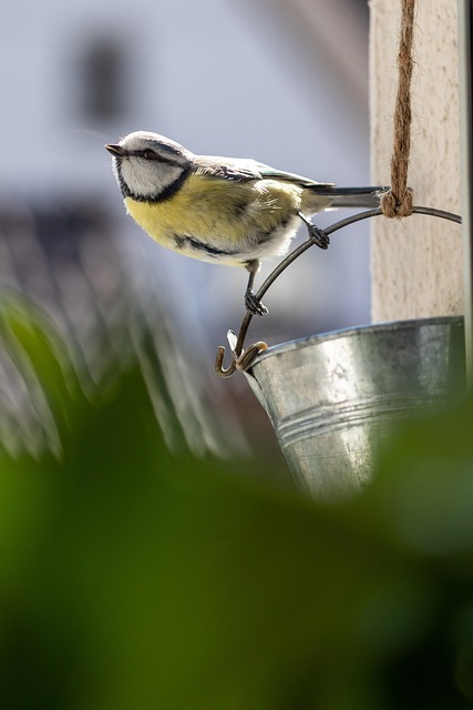 Elevate Your Garden: Best Bird Baths for Birds