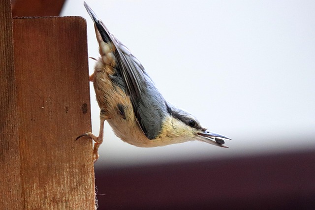Best Food to Feed Wild Birds in the UK: A Comprehensive Guide