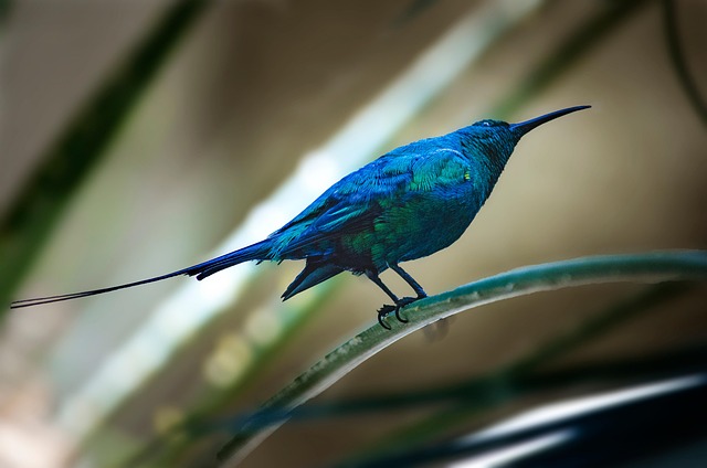 Nurturing Small Birds: Top Food Mixes for Optimal Health