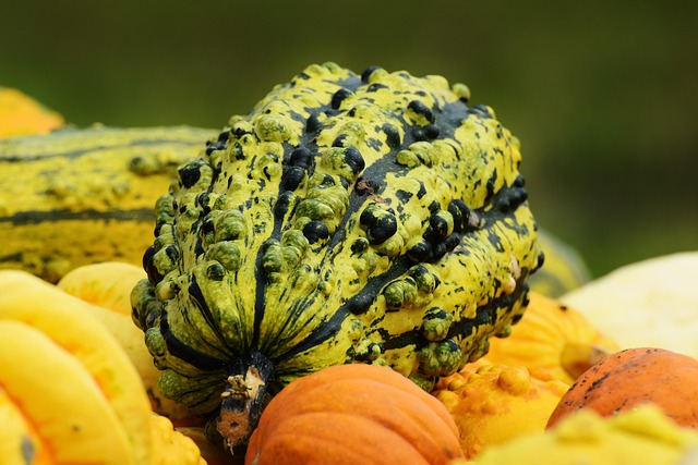 Revolutionize Your Garden: Best Price Bird Food Subscription
