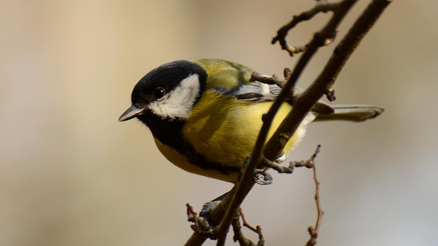 Choose &amp; Buy Bird Peanuts Online: Create Attractive Feeding Station