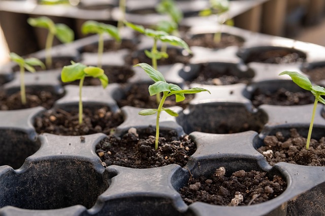 Sunflower Hearts: Bulk Bird Seed's Nutritional Superpowers