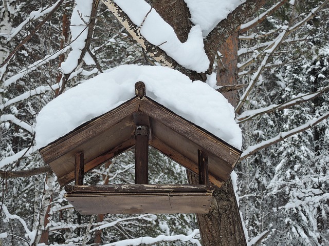 Attract Birds: Safe, Cheap Peanuts for a Friendly Garden