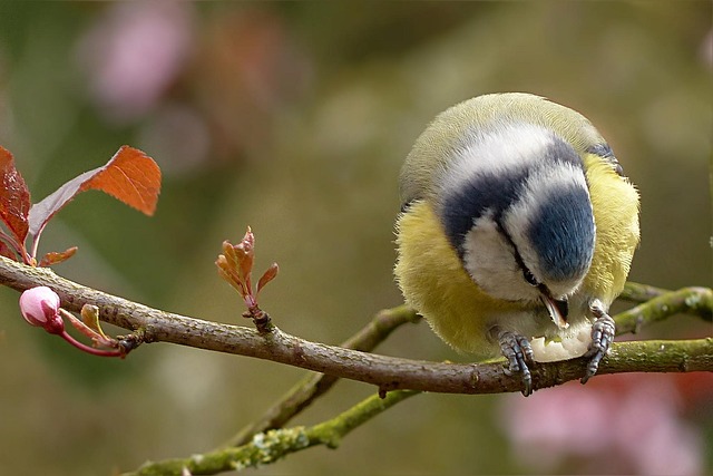 Nutritional Powerhouse: 25kg Peanuts for Thriving Garden Birds