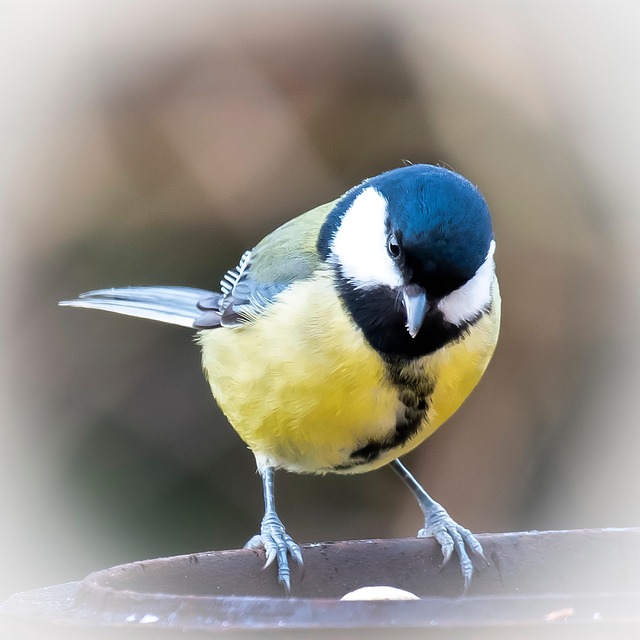 Guide to Buying Peanuts: Nutritious Choices for Birds Online